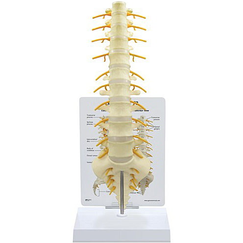 人体模型 脊椎(T8〜仙骨)