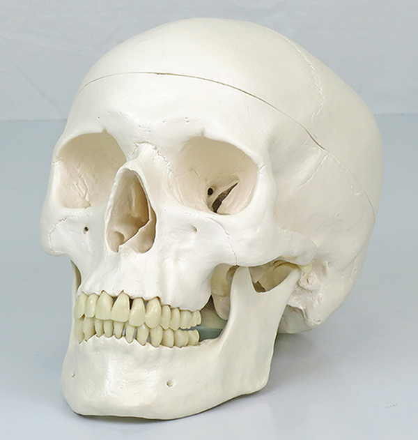 人体模型 頭蓋骨/標準型