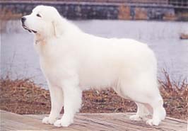 グレート・ピレニーズ | 一般社団法人 ジャパンケネルクラブ