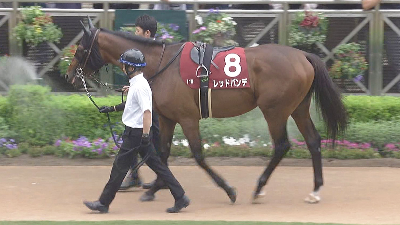 出走馬情報：菊花賞 今週の注目レース JRA