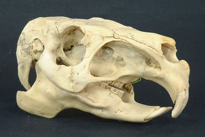 2005年特別陳列～世界の哺乳類の骨格標本と昭和三十年代の大阪の昆虫～