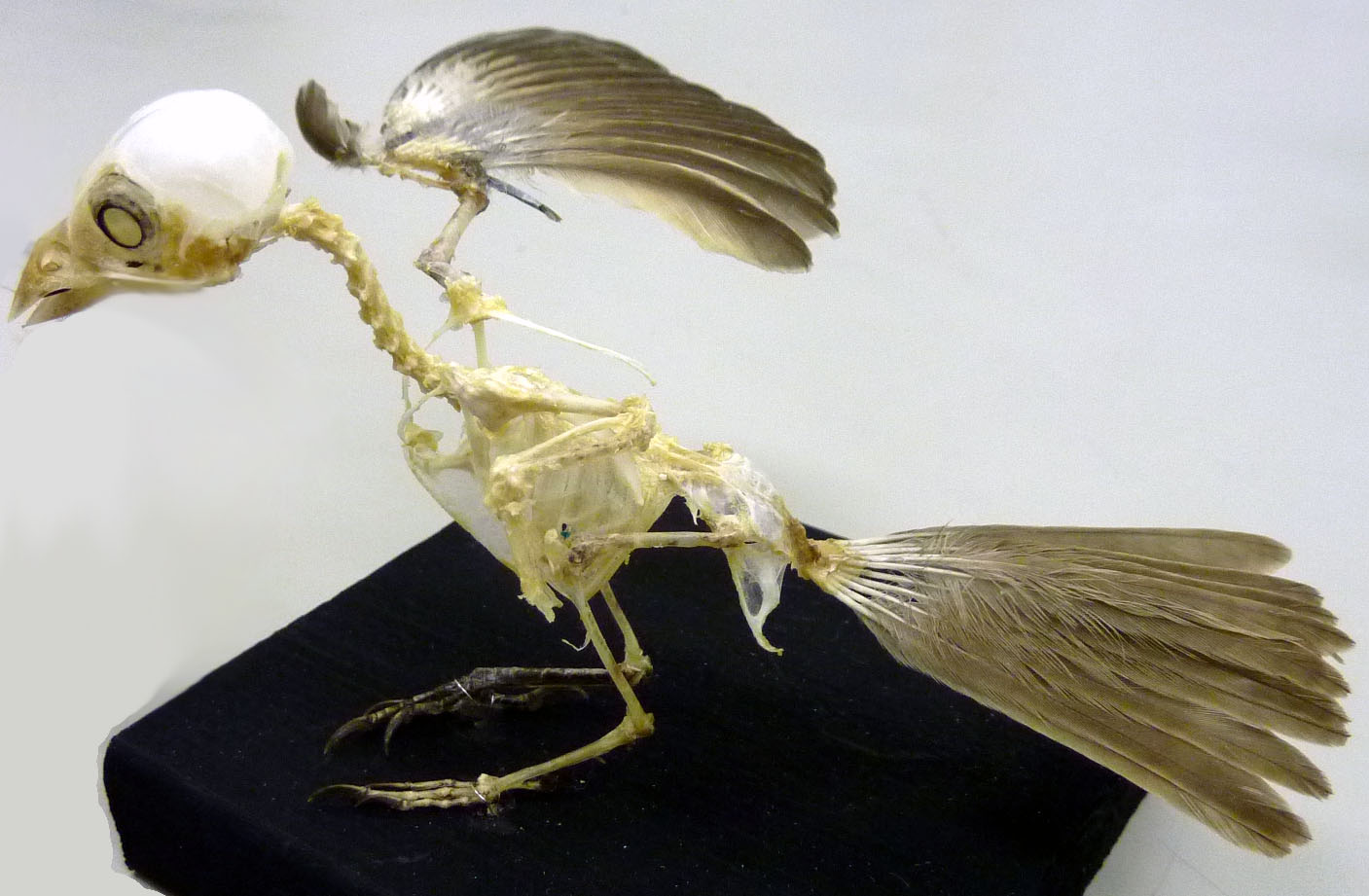 あくあぴあブログ: 新しい標本を展示しました