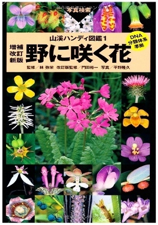 も*ん様 山野草・ホザキラン(希少種！ホザキラン) も*ん様 山野草