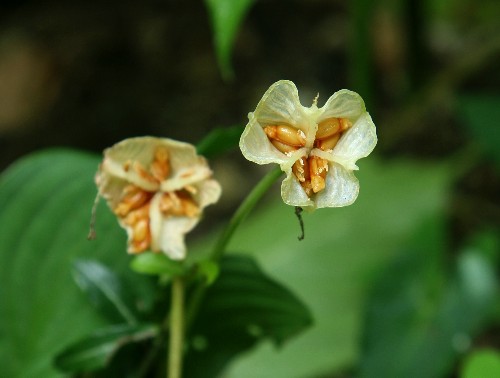 四季の山野草（カタクリ）