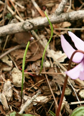 四季の山野草（カタクリ）