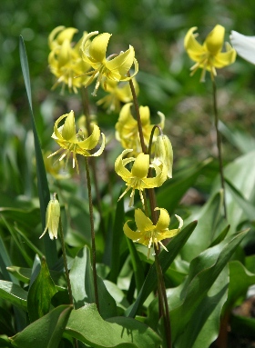 四季の山野草（カタクリ）
