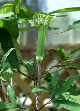 四季の山野草（ホソバテンナンショウ）