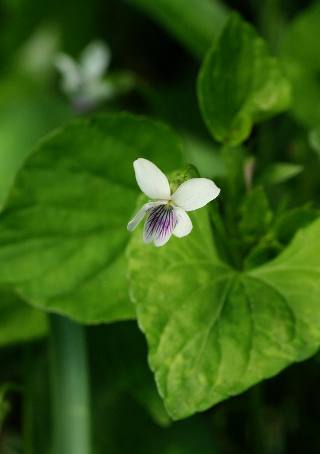 四季の山野草（ツボスミレ）