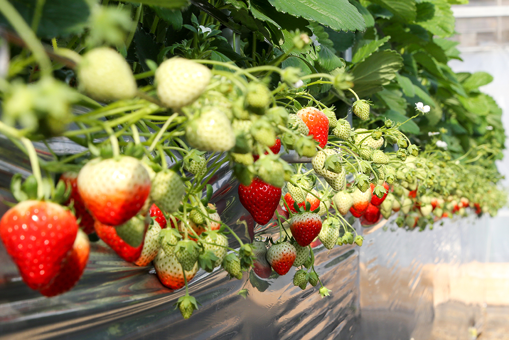 当社で開発された4種のいちご新品種についてアグリ事業部が取材を受け