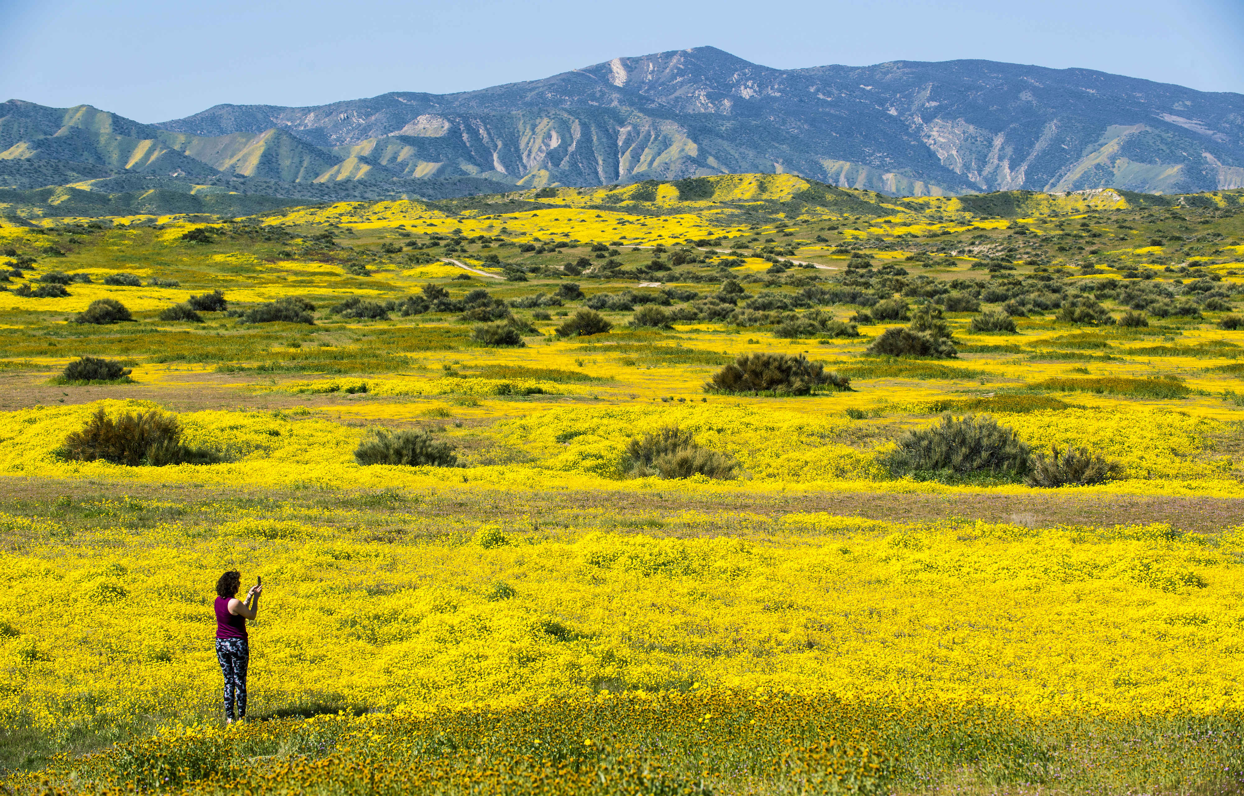 OCR-L-TR-FLOWERS-0407-10-mr.