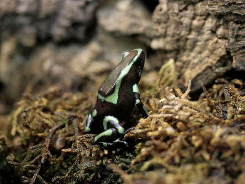 マダラヤドクガエル