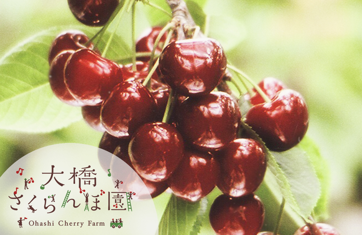 さくらんぼ サミットの通販 さくらんぼサミットの販売｜さくらんぼ通販