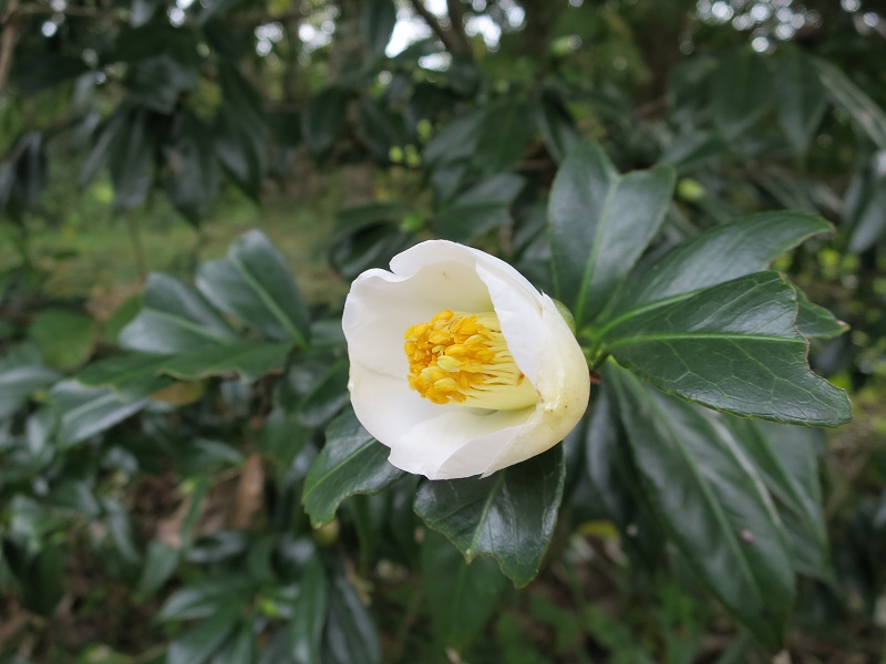 つばき園で「白西王母（Shiro⁻seioubo）」が咲いています | るるパーク