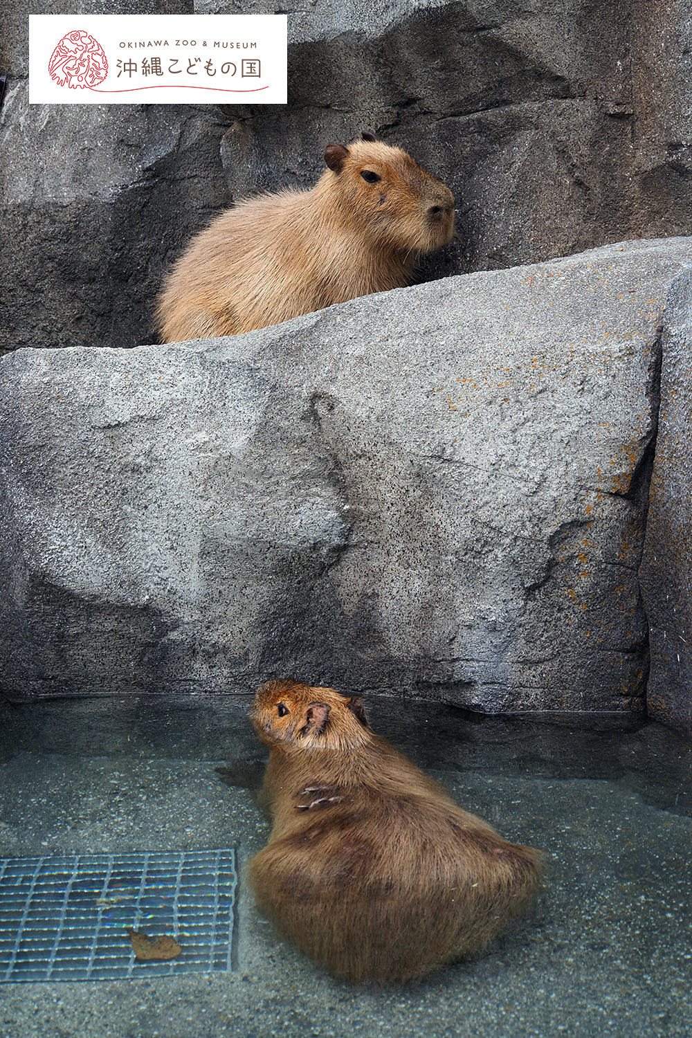 カピバラ（オニテンジクネズミ） | 沖縄こどもの国 - Okinawa Zoo & Museum