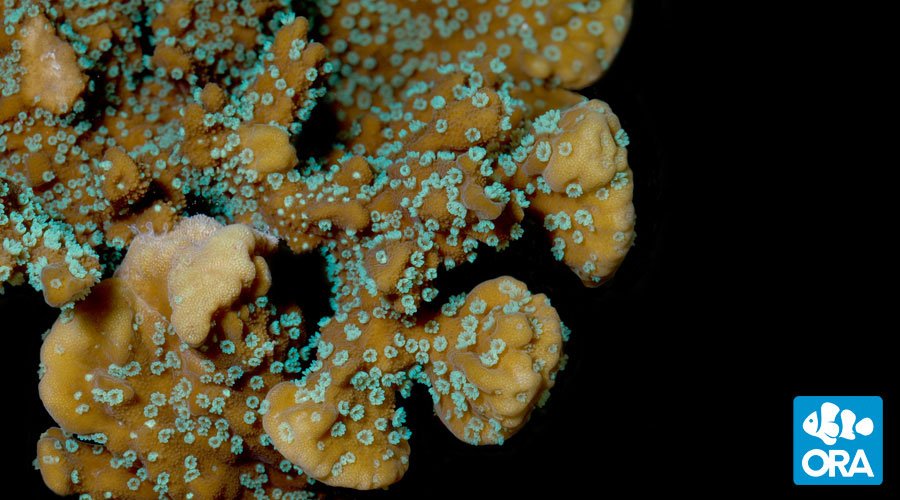 ORA Supernatural Capricornis | Montipora sp. | ORA | Oceans, Reefs