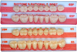バイオフォームレジン臼歯 − 製品情報｜OralStudio オーラルスタジオ