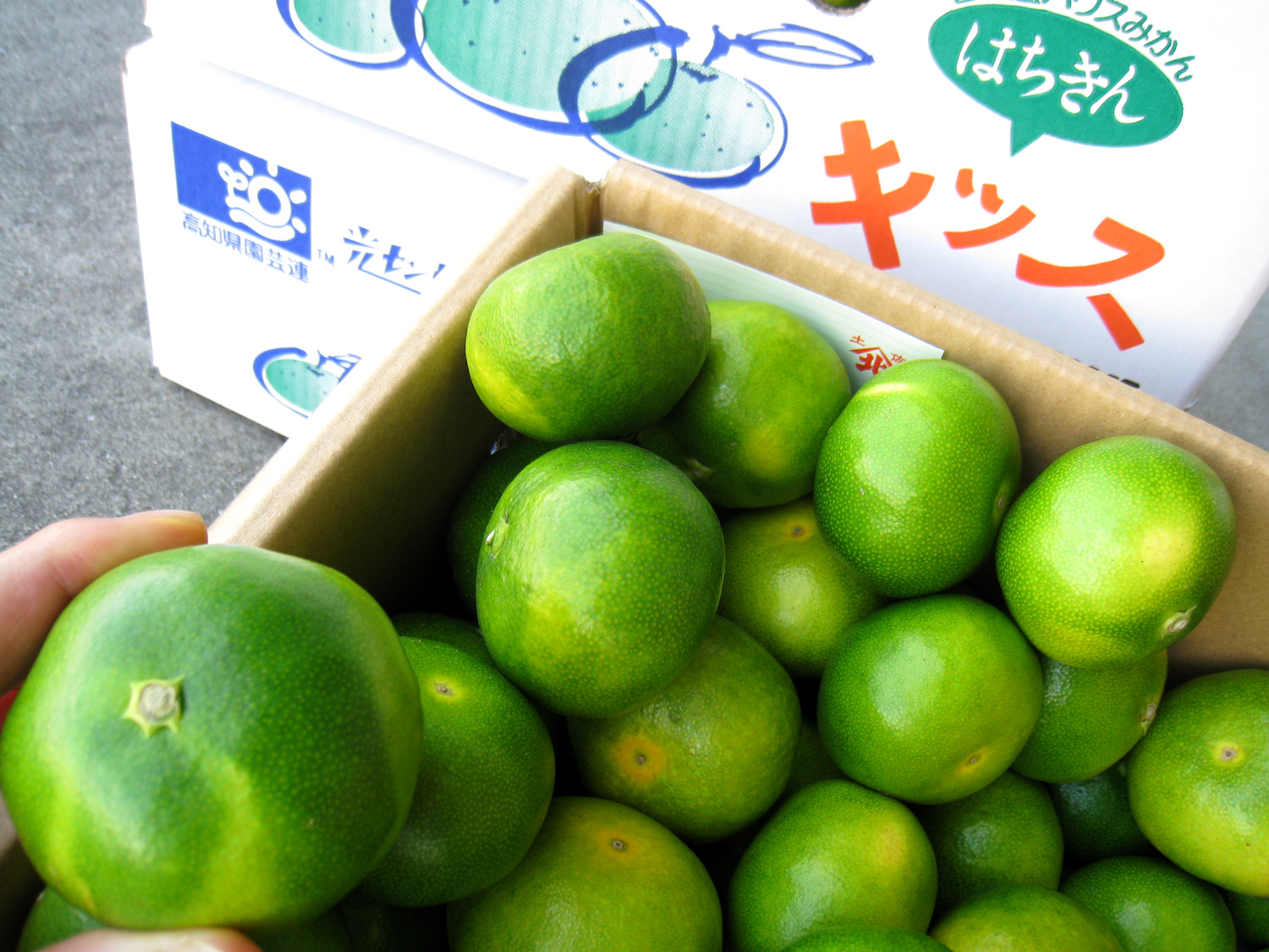 みかん ひのきバチ 桧バチ 締太鼓用 32cm～33cm | 宮本卯之助商店