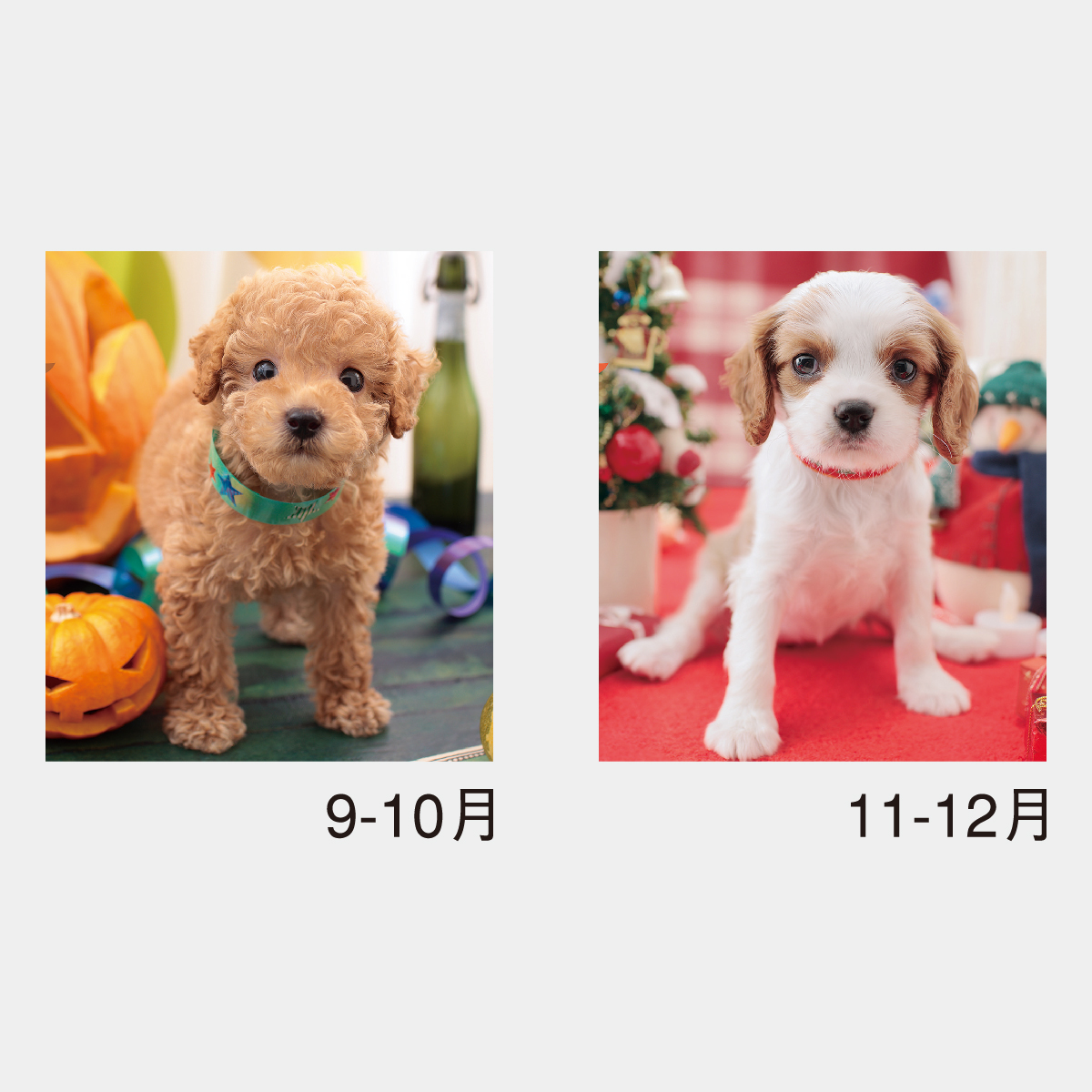 NK-24 フレンドリードッグス2026年版の名入れカレンダーを格安で販売