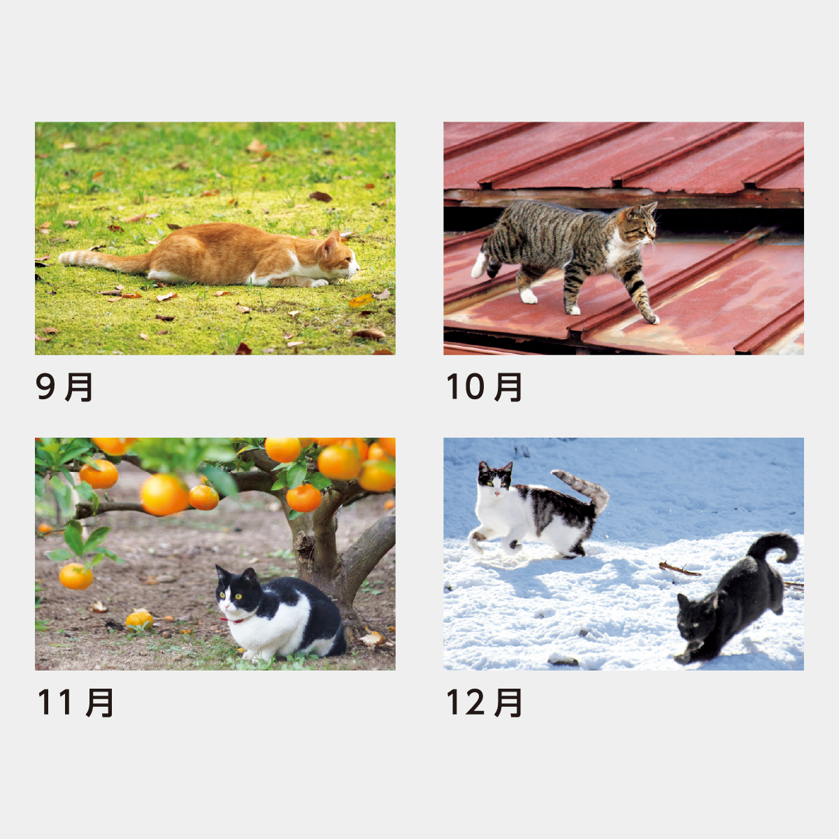 SB-170 猫さんぽ2026年版の名入れカレンダーを格安で販売 - 名入れ