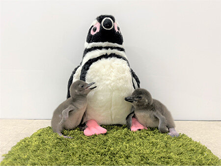 2年ぶりにペンギンの赤ちゃんが仲間入りマゼランペンギンの赤ちゃん