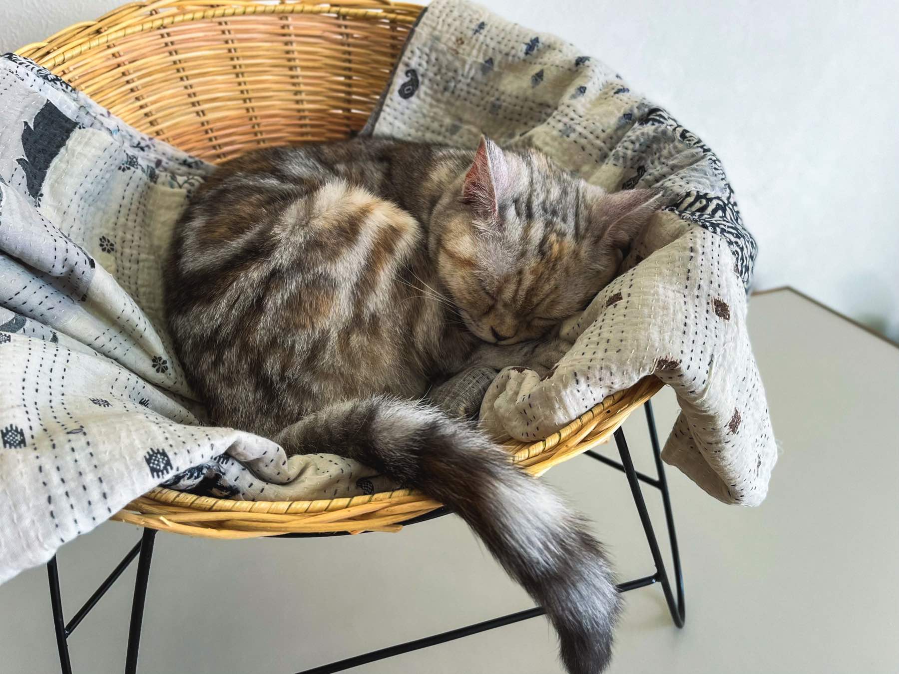 オルネコ・アイアンレッグラタンチェア｜オルネコ（ベッド・ハウス