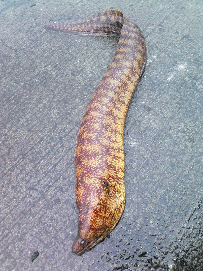 冬のウツボは至高 その1：ウツボ穴釣りメソッド | 野食ハンマープライス