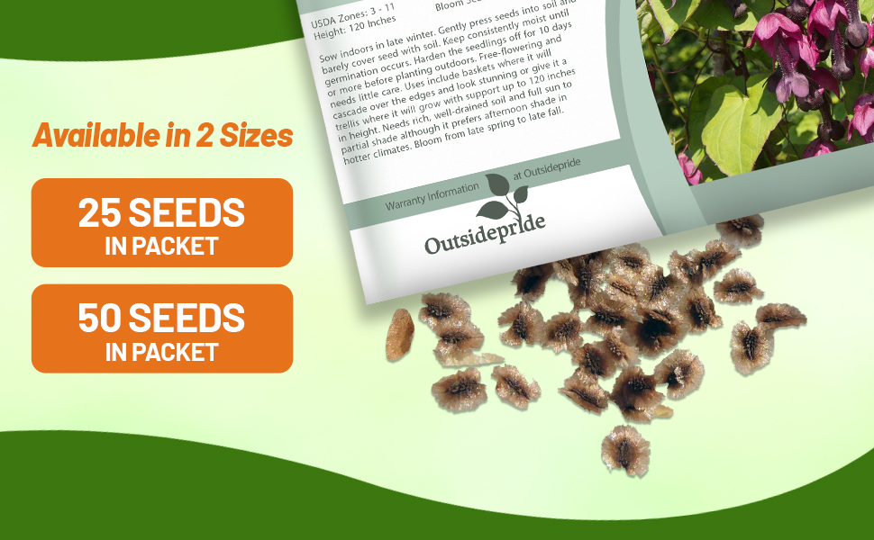 Bird of Paradise Seeds - Strelitzia Reginae Flower Seed