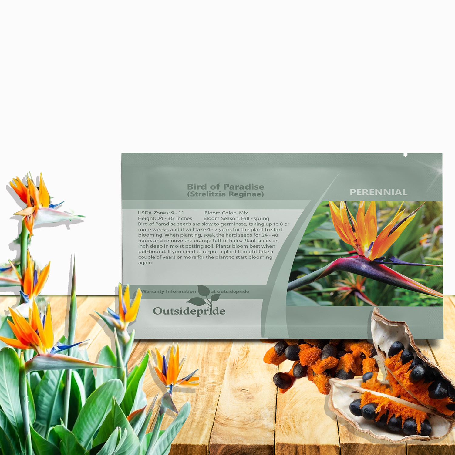 Bird of Paradise Seeds - Strelitzia Reginae Flower Seed