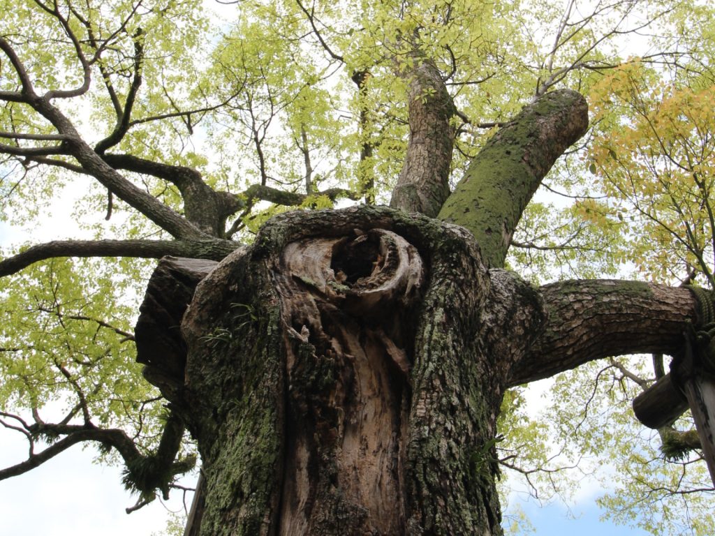 上毛新聞に第6回「日本写真絵本大賞」金賞受賞者、杉原梨江子さんの