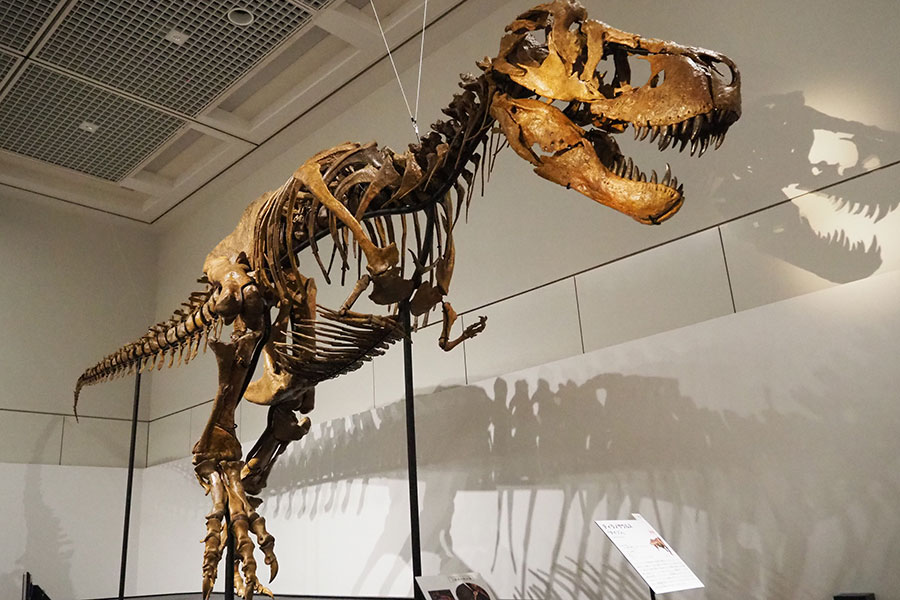 大阪で世界初公開、11mの「ド迫力恐竜」…傷跡残るリアルさ | Lmaga.jp