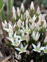 東邦大学薬学部|薬用植物園|ハーブ園｜センブリ｜