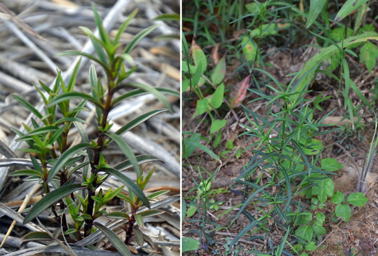東邦大学薬学部|薬用植物園|ハーブ園｜センブリ｜
