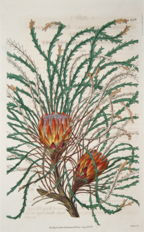 ボタニカルアート展