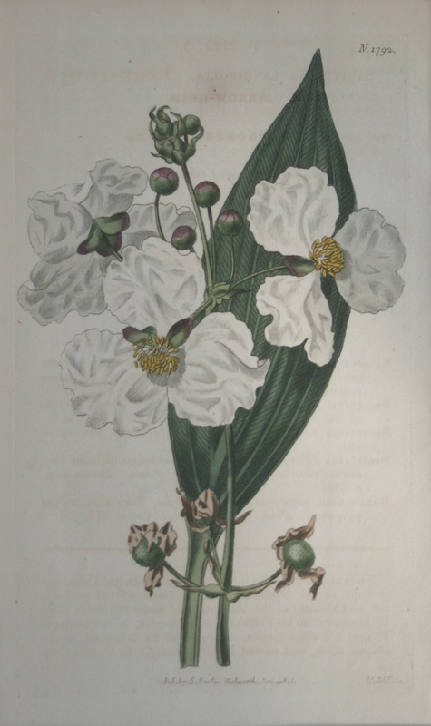 ボタニカルアート展