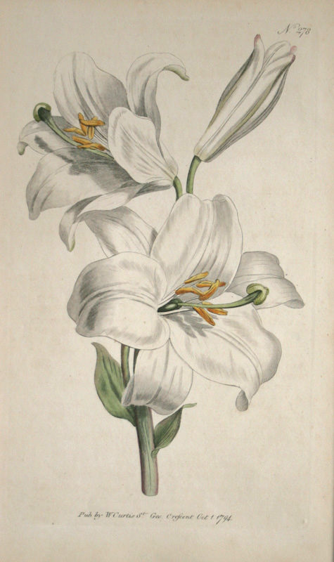 ボタニカルアート展