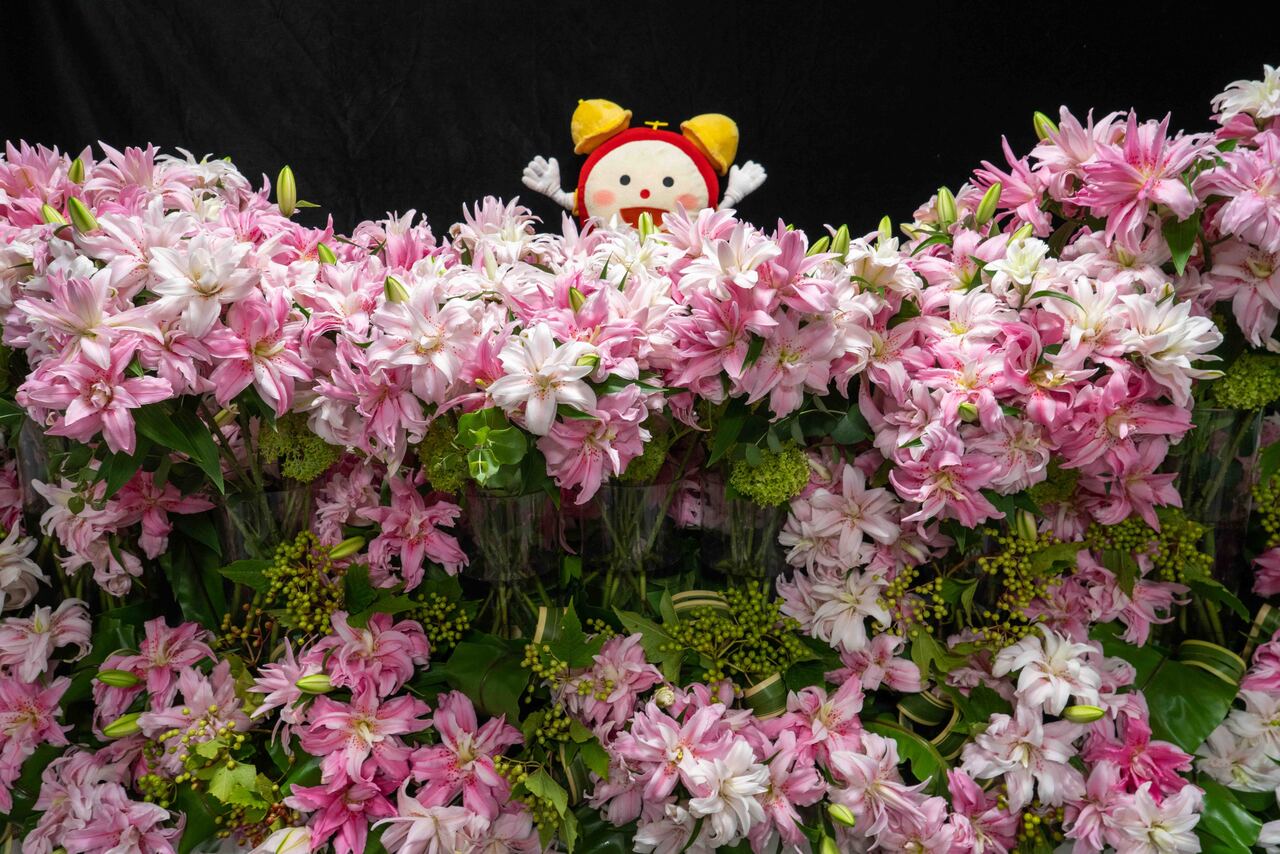 7月26日「めざましテレビ」で、コンパクトな八重咲きのユリ「LYリリー