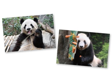 ダイスキ！シャオシャオ！レイレイ！