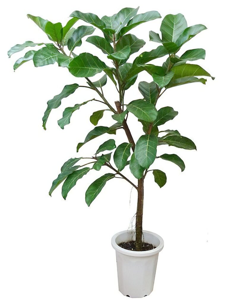 フィカス・アフリカンプリンス 10号サイズ | HITOTOKI by MAKIMO PLANT