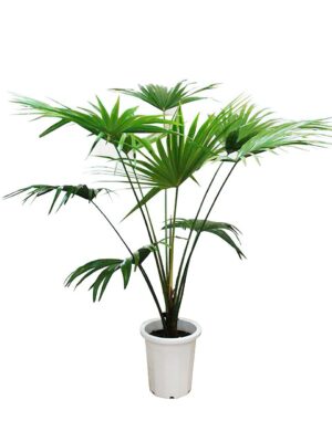 フィカス・ベンガレンシス・クリシュナ 8号サイズ -1 | HITOTOKI by