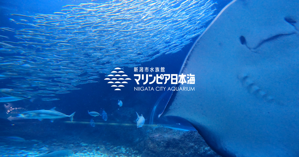 オトヒメゴカイ | 無脊椎動物 | 生物図鑑 | 新潟市水族館 マリンピア日本海