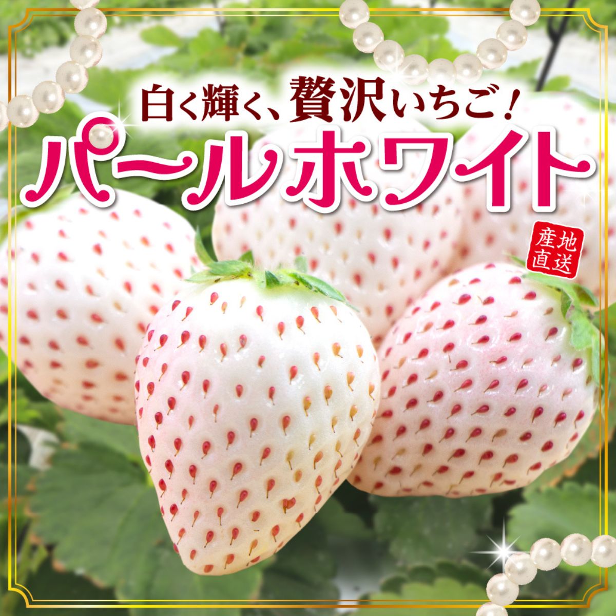 パールホワイト】華やかな香りとやさしい甘さの高級白いちごを限定販売