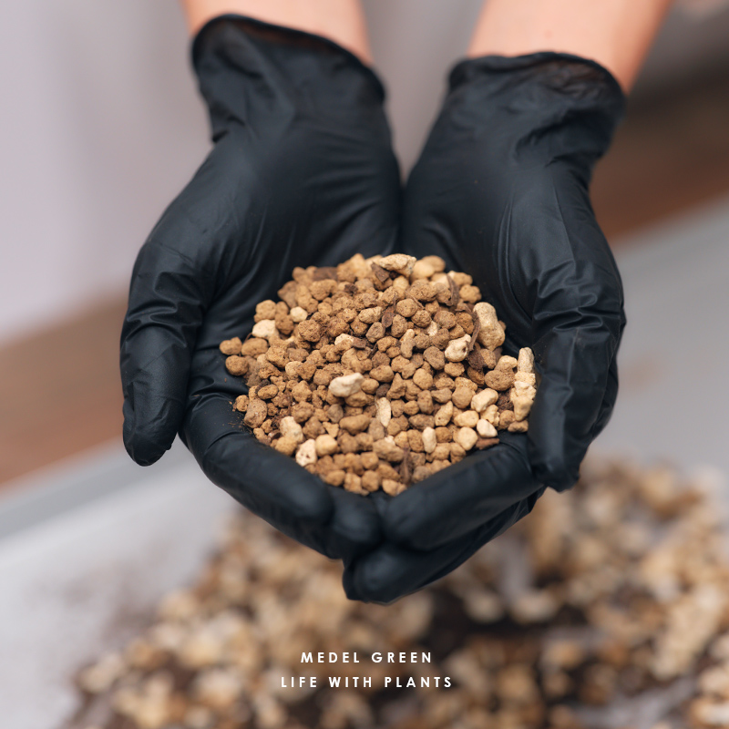 MEDEL GREEN ◇ オリーブ苗木 黒プラ樹脂鉢 専用ギフトBOX仕様 ◇ BOX