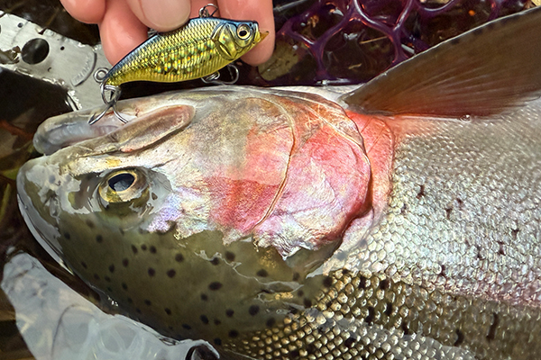 カットバイブ55HWで厳寒期のビッグトラウト攻略！ | Megabass-メガバス