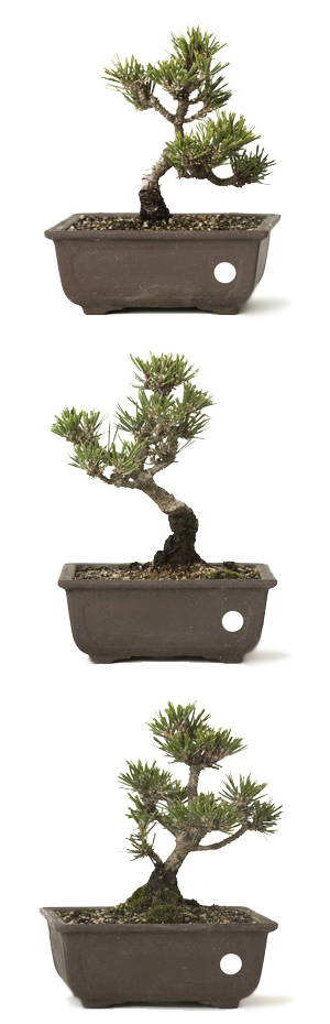 密買東京｜盆栽手始め｜商品詳細（典型／盆栽 - 典型プロジェクト -）