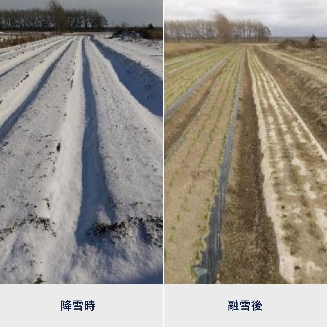 生分解性“紙製マルチ”で今すぐ農作業の省力化を | 素材を知る| PLAS