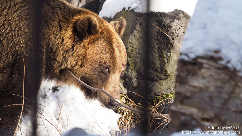 極寒の中でも水遊びするエゾヒグマ | 北の暮らし ～札幌・宮の森から～