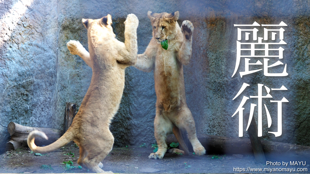 旭山動物園ライオン家族 こっそり授乳 賑やか姉妹 | 北の暮らし ～札幌