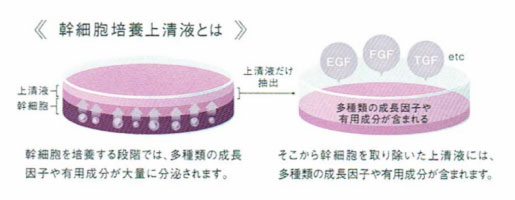 マッコイMcCELLRIE| マクセリー エッセンスクリーム[高機能クリーム]