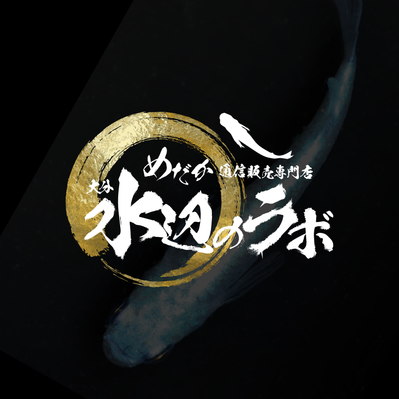 千葉県 山武郡 大網白里町|メダカの飼い方メダカ販売 めだか通販-水辺