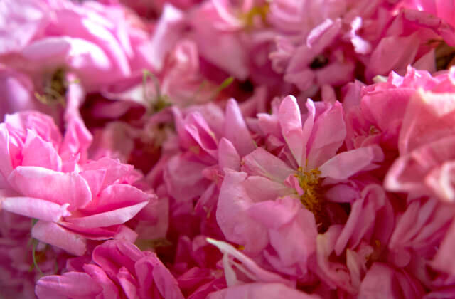 ROSE CEUTICAL | MiMC（エムアイエムシー）【公式】